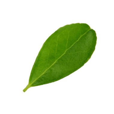 Arka planda yeşil yaprak, yakın