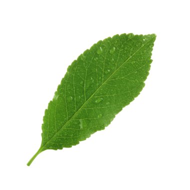 arka planda taze kiraz, yakın