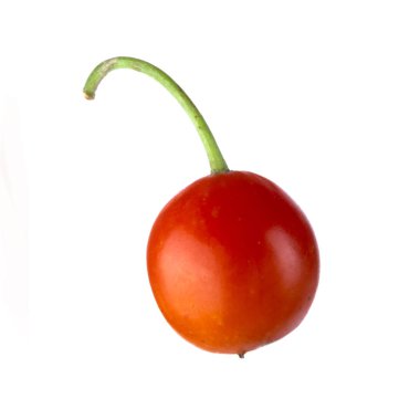 convallaria majalis yakın 