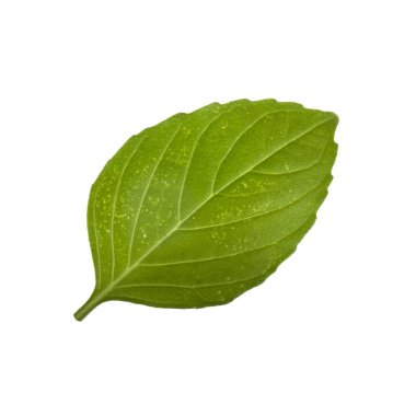 Arka planda, taze fesleğen yakın çekim