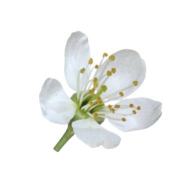 beyaz kiraz çiçeği beyaz arka plan üzerinde izole 