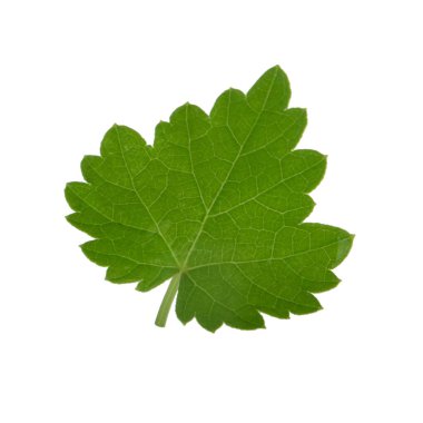 Arka planda yeşil yaprak, yakın