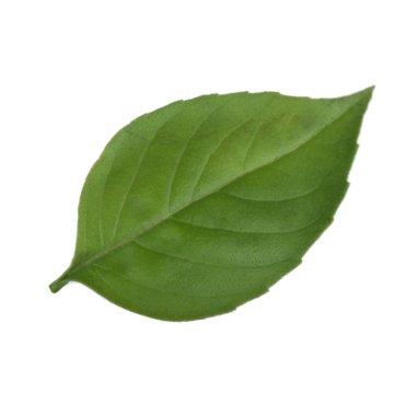 Arka planda, taze fesleğen yakın çekim