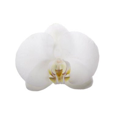 güzel beyaz orkide çiçek, yakın görünümü  