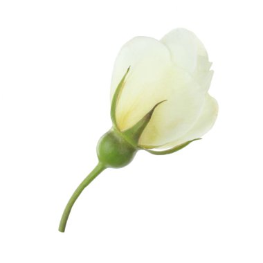 beyaz arka plan üzerinde izole güzel aromatik gül, yakın çekim 