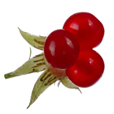 olgun bramble yakın