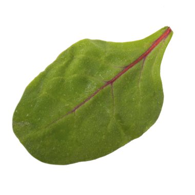 arka planda aromatik bitki, yakın