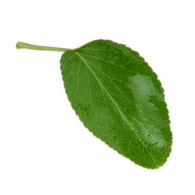 beyaz arka plan üzerinde izole yeşil kayısı yaprağı, yakın çekim   