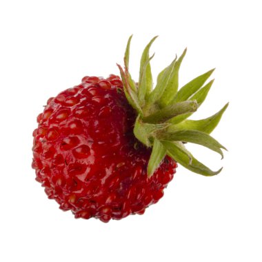 yabani çilek yakın çekim 