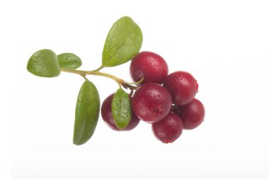 beyaz arka plan üzerinde izole olgun cowberries, yakın çekim  