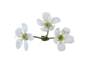 arka planda taze kiraz, yakın