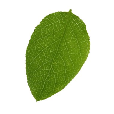 beyaz arka plan üzerinde izole bilberry yeşil yaprak, yakın çekim