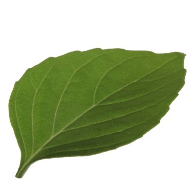 beyaz arka plan üzerinde izole aromatik fesleğen yaprağı, yakın çekim 