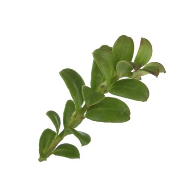 arkaplanda yeşil yapraklar, kapat