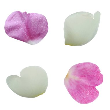  arka planda taze gül, yakın