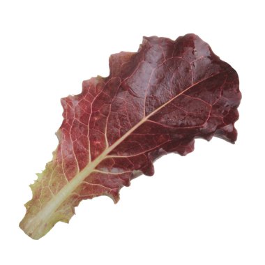 arka planda aromatik bitki, yakın