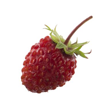 yabani çilek yakın çekim 