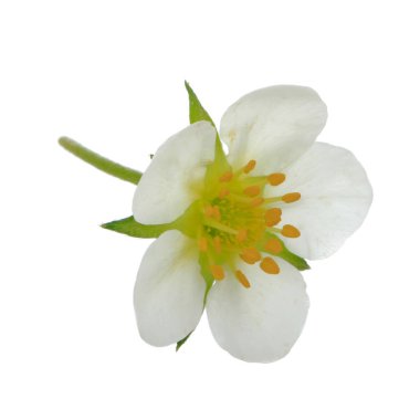 yabani çilek yakın çekim 