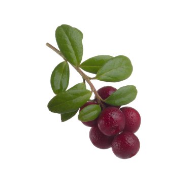 beyaz arka plan üzerinde izole olgun cowberries, yakın çekim  