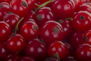 kuş üzümü berry yakın