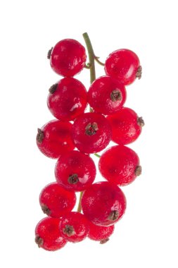 kuş üzümü berry yakın