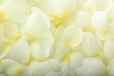 beyaz gül yaprakları arka plan, yakın çekim