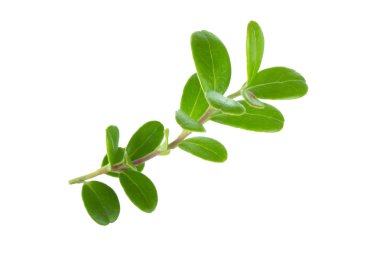 olgun bearberry yakın 