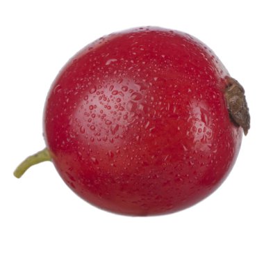 kuş üzümü berry yakın