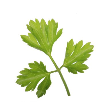 arka planda aromatik bitki, yakın