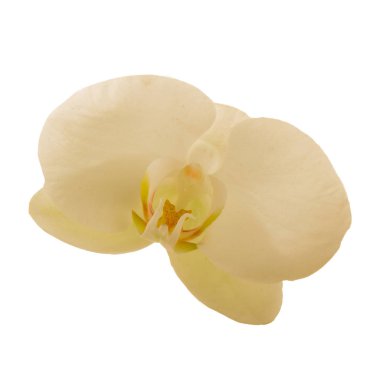 güzel beyaz orkide çiçek, yakın görünümü  