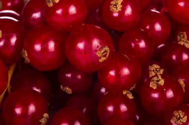 kuş üzümü berry yakın