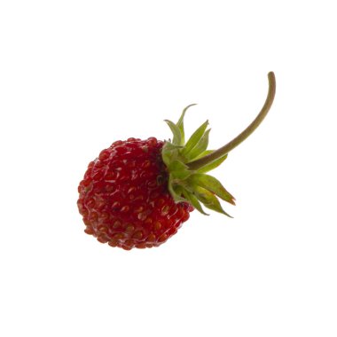 yabani çilek yakın çekim 