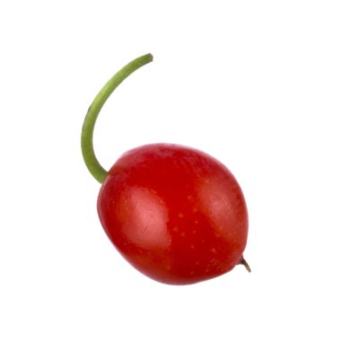 convallaria majalis yakın 