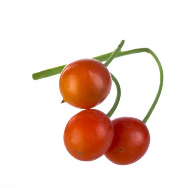 convallaria majalis yakın 