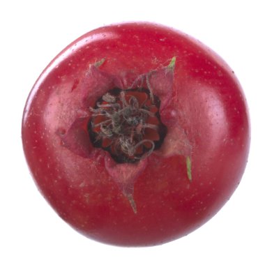 Beyaz arka planda izole alıç berry, yakın çekim 