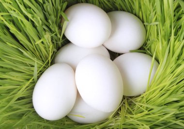 yumurta yakın çekim 