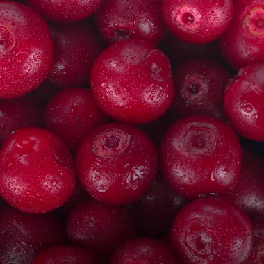 olgun bearberry yakın 