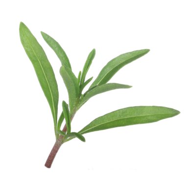 beyaz arka plan üzerinde izole yeşil yaprakları ile kök