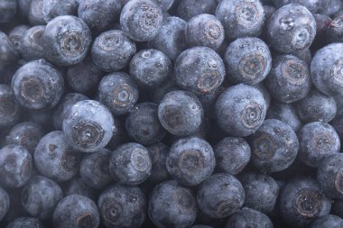 Olgun yaban mersinleri. Kapatın. 