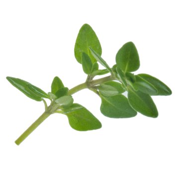 arkaplanda yeşil yapraklar, kapat