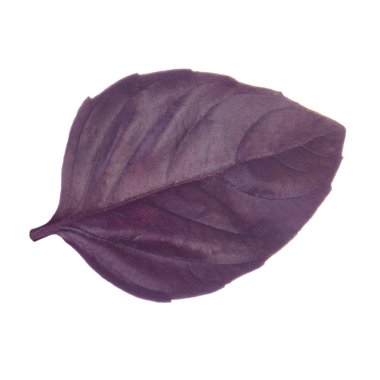 beyaz arka plan üzerinde izole aromatik fesleğen yaprağı, yakın çekim 