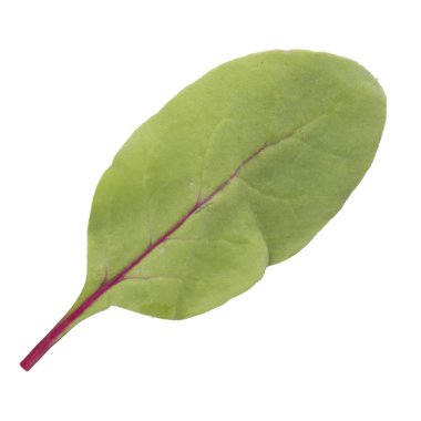 beyaz arka plan üzerinde izole pancar yaprağı