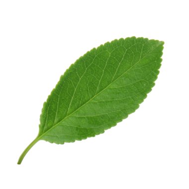 arka planda taze kiraz, yakın