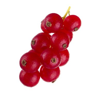 kuş üzümü berry yakın