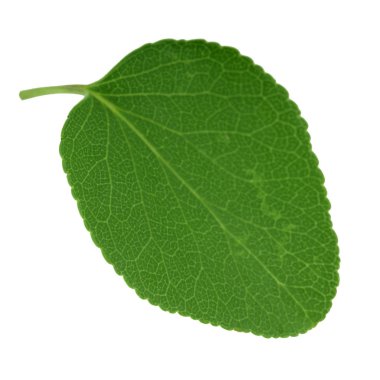 beyaz arka plan üzerinde izole yeşil kayısı yaprağı, yakın çekim   