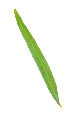 Arka planda yeşil yaprak, yakın