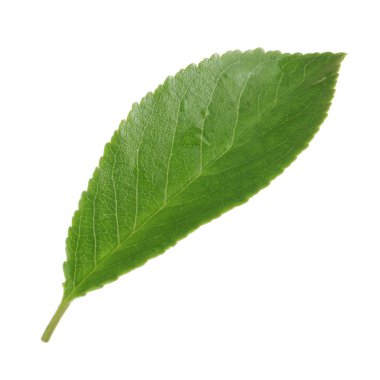 arka planda taze kiraz, yakın