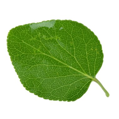 beyaz arka plan üzerinde izole yeşil kayısı yaprağı, yakın çekim   