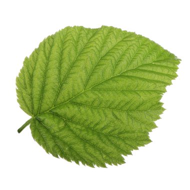 Olgun ahududu yakın çekim 