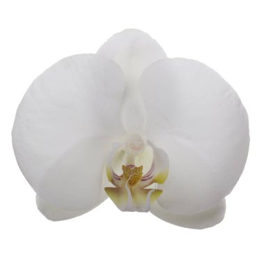 güzel beyaz orkide çiçek, yakın görünümü  